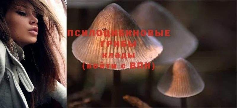 купить наркотик  Нахабино  Псилоцибиновые грибы Magic Shrooms 